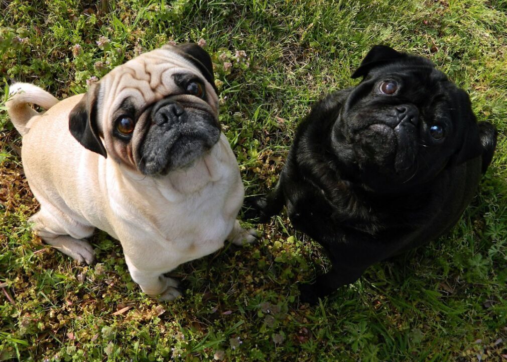 #31. Pugs